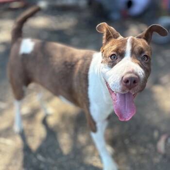 Dora AKA Kiwi -  Pit Bull Terrier and Mixed Breed Dog for Adoption in San Pablo, California - Dora AKA Kiwi | PetCurious