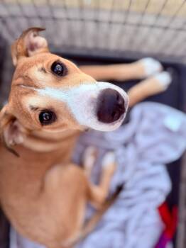 Annie -  Mixed Breed Dog for Adoption in Livingston, Texas - Annie | PetCurious