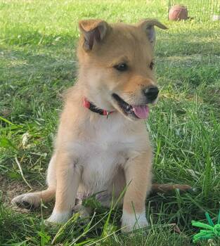 Golden Retriever and Australian Kelpie Dogs Available for Adoption in Germantown, Ohio - Bananagram | PetCurious