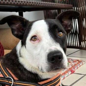 Rescue American Staffordshire Terrier and Galgo Spanish Greyhound Dogs for Adoption in Humacao, Humacao - Bella Rose | PetCurious