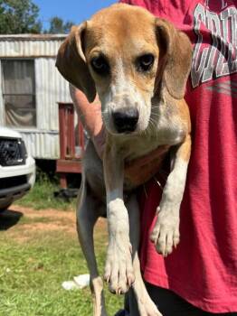 Laney -  Mixed Breed Dog for Adoption in Mobile, Alabama - Laney | PetCurious