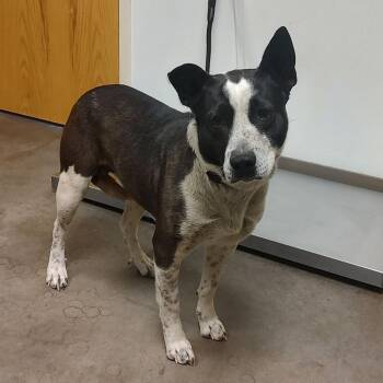 Cattle Dog and Mixed Breed Dogs Available for Adoption in Ottawa, Kansas - Turnip | PetCurious