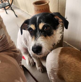 Jack Russell Terrier Dogs Available for Adoption in Yarnell, Arizona - Buster | PetCurious