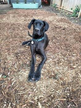 Great Dane Dogs Available for Adoption in Iron Station, North Carolina - Gertie | PetCurious