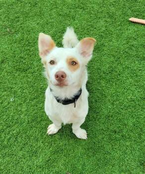 RONNIE -  Parson Russell Terrier and Chihuahua Dog for Adoption in Sarasota, Florida - RONNIE | PetCurious