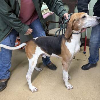 Treeing Walker Coonhound Dogs Available for Adoption - FORD | PetCurious