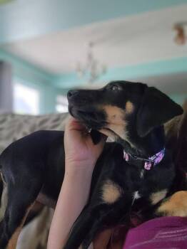 Hound Dogs Available for Adoption in Colorado Springs, Colorado - Daisy Mae | PetCurious