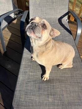 Rescue French Bulldog Dogs for Adoption in Chicopee, Massachusetts - AVA | PetCurious