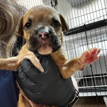 Mixed Breed Dogs Available for Adoption in Gadsden, Alabama - Colorado | PetCurious