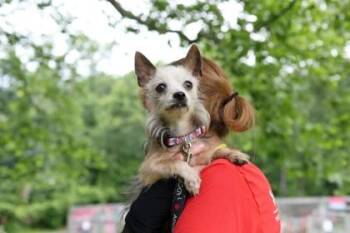 Giselle -  Mixed Breed Dog for Adoption in West Chester, Pennsylvania - Giselle | PetCurious