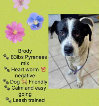 Rescue Great Pyrenees Dogs for Adoption in Holbrook, New York - BRODY | PetCurious