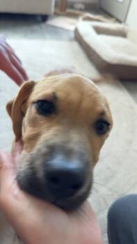 Felix -  Labrador Retriever Dog Available for Adoption in Colorado Springs, Colorado - Felix | PetCurious