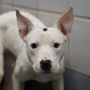 TALLULAH -  American Staffordshire Terrier Dog for Adoption in San Antonio, Texas - TALLULAH | PetCurious