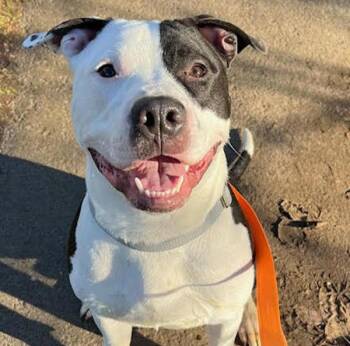 Tapatio (mcas) -  Pit Bull Terrier Dog for Adoption in Troutdale, Oregon - Tapatio (mcas) | PetCurious