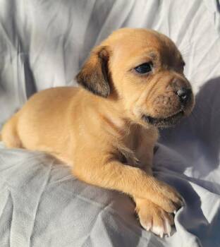 Tot -  Terrier Dog Available for Adoption in Grand Bay, Alabama - Tot | PetCurious