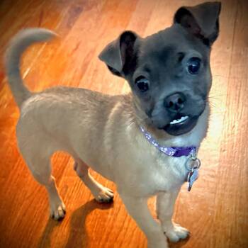 Marge -  Chihuahua and Mixed Breed Dog for Adoption in Boerne, Texas - Marge | PetCurious