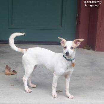 Silly Sally -  Mixed Breed Dog for Adoption in Ridgefield, Connecticut - Silly Sally | PetCurious