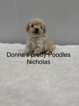 Toy Poodle Dogs Available for Sale - Nicholas  | PetCurious