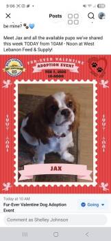Jax -  Cavalier King Charles Spaniel Dog for Adoption in Hartford, Vermont - Jax | PetCurious