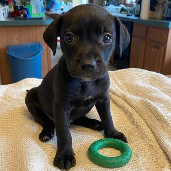 Summit -  Pit Bull Terrier and Mixed Breed Dog for Adoption in South Elgin, Illinois - Summit | PetCurious