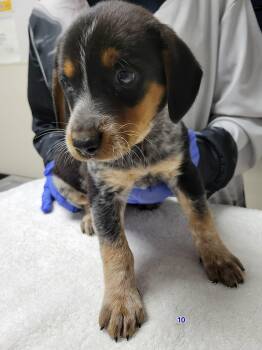 Extreme -  Australian Cattle Dog Blue Heeler and Beagle Dog for Adoption in Portage, Wisconsin - Extreme | PetCurious