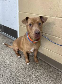 Rescue Bulldog and Basset Hound Dogs for Adoption in Fort Payne, Alabama - Tad | PetCurious