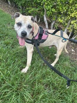 Hershey -  American Bulldog Dog for Adoption in Melbourne Beach, Florida - Hershey | PetCurious