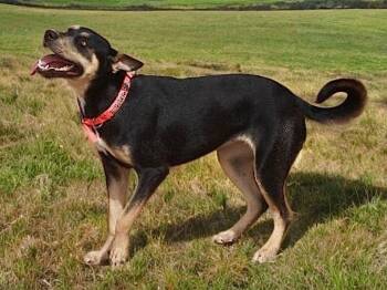 Luna Baby -  Shepherd and Husky Dog for Adoption in Kingman, Arizona - Luna Baby | PetCurious