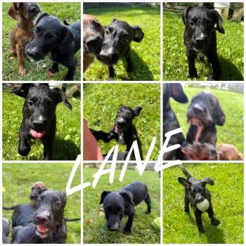 Rescue Terrier Dogs for Adoption in Union City, Pennsylvania - Lane | PetCurious