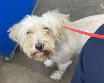 MARI -  Mixed Breed Dog for Adoption in Dallas, Texas - MARI | PetCurious