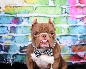 Toad -  Pit Bull Terrier and American Bully Dog for Adoption in NEW PT RICHEY, Florida - Toad | PetCurious