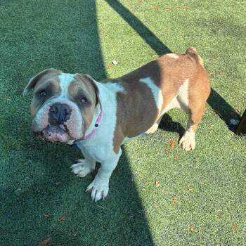 Beulah -  Mixed Breed Dog for Adoption in Memphis, Tennessee - Beulah | PetCurious