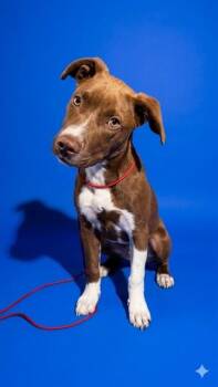 FINNY -  Mixed Breed Dog for Adoption in Jacksonville, Florida - FINNY | PetCurious