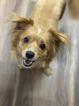 Indy -  Chihuahua Dog for Adoption in Sacramento, California - Indy | PetCurious