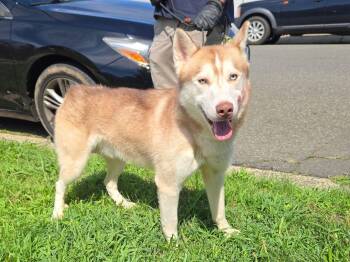 Yukon -  Siberian Husky Dog for Adoption in Trenton, New Jersey - Yukon | PetCurious