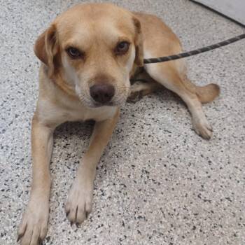 Puff Pastry -  Labrador Retriever and Chow Chow Dog for Adoption in Hattiesburg, Mississippi - Puff Pastry | PetCurious