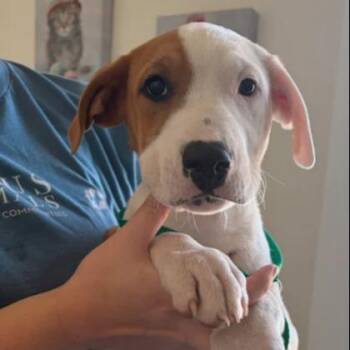 Hound and Mixed Breed Dogs Available for Adoption in Kansas City, Missouri - Jimmy | PetCurious
