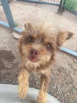 Anchovy -  Terrier Dog for Adoption in Uxbridge, Massachusetts - Anchovy | PetCurious
