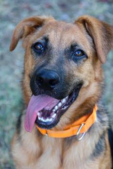 Rasberry -  German Shepherd Dog and Dogue De Bordeaux Dog for Adoption in Mansfield, Texas - Rasberry | PetCurious