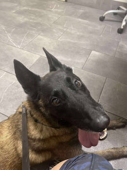 Rescue Belgian Shepherd Malinois Dogs for Adoption in Imlay City, Michigan - Kona, Fka Mona Lisa, Fka Kona - Located In NM | PetCurious