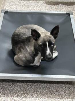 JOLENE -  Klee Kai and Mixed Breed Dog for Adoption in Pueblo, Colorado - JOLENE | PetCurious