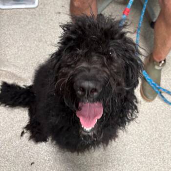 Lucy -  Poodle and Mixed Breed Dog for Adoption in Englewood, Florida - Lucy | PetCurious