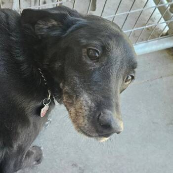 Black Labrador Retriever Dogs Available for Adoption in Grinnell, Iowa - Daisy | PetCurious