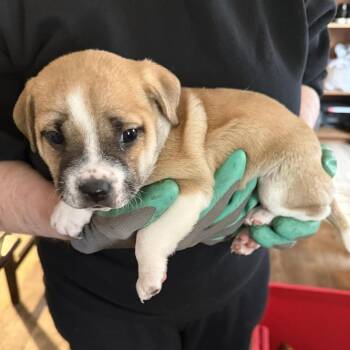 Mixed Breed Dogs Available for Adoption - Falcon | PetCurious