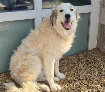 CIRRUS -  Great Pyrenees and Mixed Breed Dog for Adoption in Albuquerque, New Mexico - CIRRUS | PetCurious