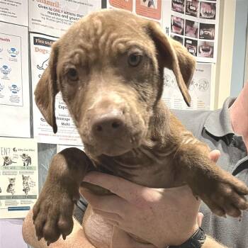 Mixed Breed Dogs Available for Adoption - Seraph | PetCurious