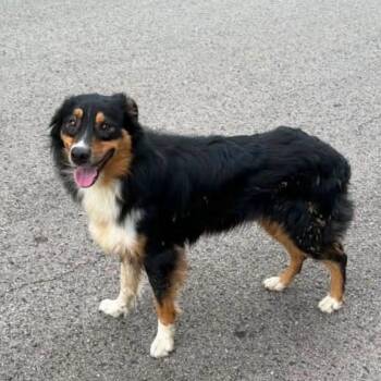 Bear -  Australian Shepherd Dog for Adoption in Cleveland, Oklahoma - Bear | PetCurious