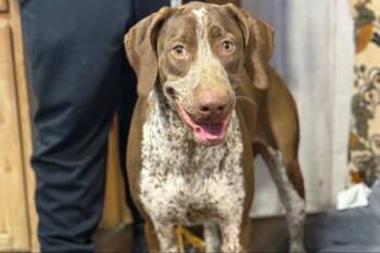 German Shorthaired Pointer Dogs Available for Adoption - Allie | PetCurious