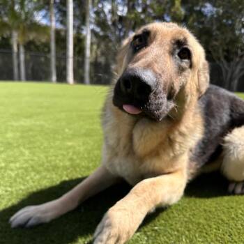 German Shepherd Dog Dogs Available for Adoption - Millie 5870 | PetCurious