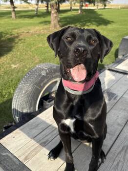 Tula -  Mastiff and Black Labrador Retriever Dog for Adoption in Austin, Minnesota - Tula | PetCurious